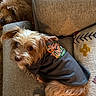 Pumpkin is registered to the contest to win money with this photo: animal, brown_dog, casual, clothing, companion, couch, cozy, decorative_pillow, dog, fabric, furniture, home, indoor, looking_back, pet, relaxed, scruffy_dog, small_dog, textile, two_dogs