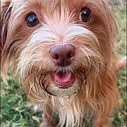 Pumpkin joined the competition — help win amazing prizes! animal, beard, canine, closeup, cute, dog, eyes, front_paw, fur, grass, happy, muzzle, nature, outdoor, pet, playful, rescue, scruffy, small_dog, tongue