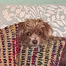 Pumpkin is registered to the contest to win money with this photo: blanket, brown, colorful, comfort, cozy, curious, cute, dog, eyes, face, floral, fur, home, indoor, knitted, nose, pattern, pet, resting, wall