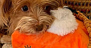 Pumpkin joined the competition — help win amazing prizes! animal, brown_fur, close_up, companion, cozy, cute, dog, fluffy, home, indoor, orange_toy, patterned_quilt, pet, plush_toy, quilt, resting, small_dog, soft_texture, toy, woven_fabric