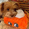 animal, brown_fur, close_up, companion, cozy, cute, dog, fluffy, home, indoor, orange_toy, patterned_quilt, pet, plush_toy, quilt, resting, small_dog, soft_texture, toy, woven_fabric