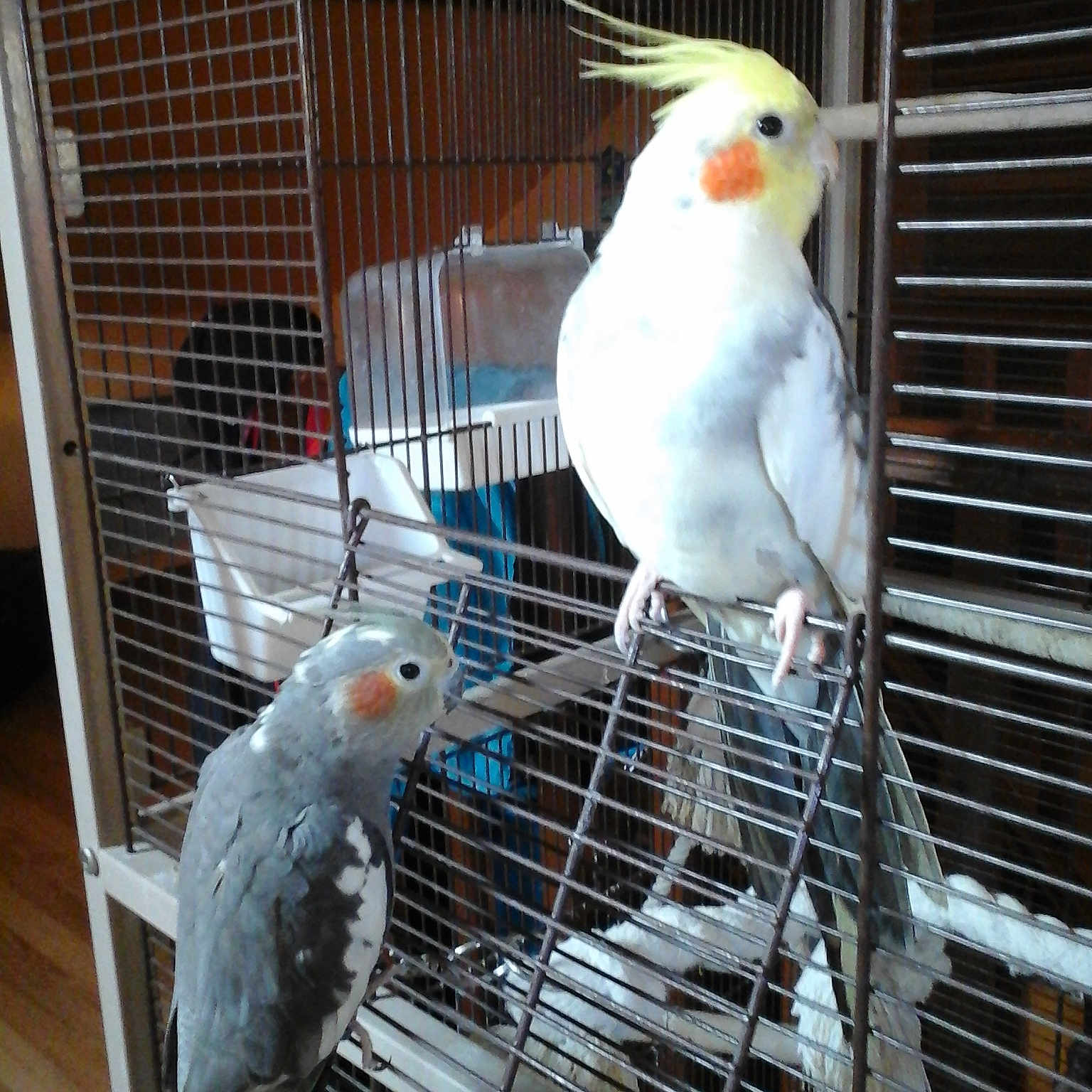 Mes Titis