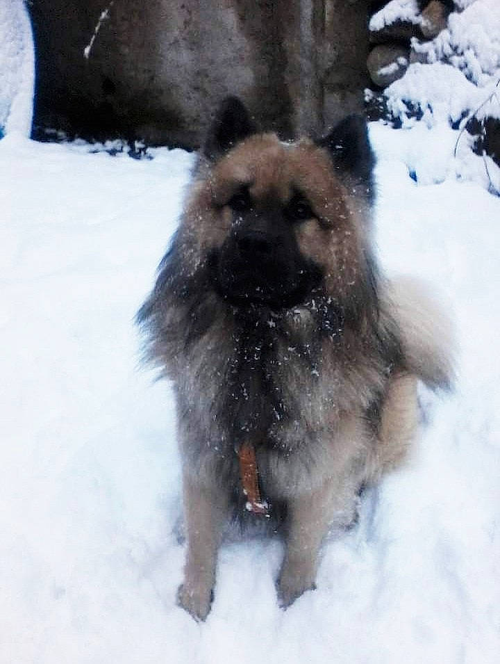 Naska participe au concours pour gagner de l'argent avec cette photo : canidae, carnivore, companion_dog, dog, dog_breed, fawn, freezing, fur, german_shepherd_dog, old_german_shepherd_dog, snow, sporting_group, tail, terrestrial_animal, winter, working_dog