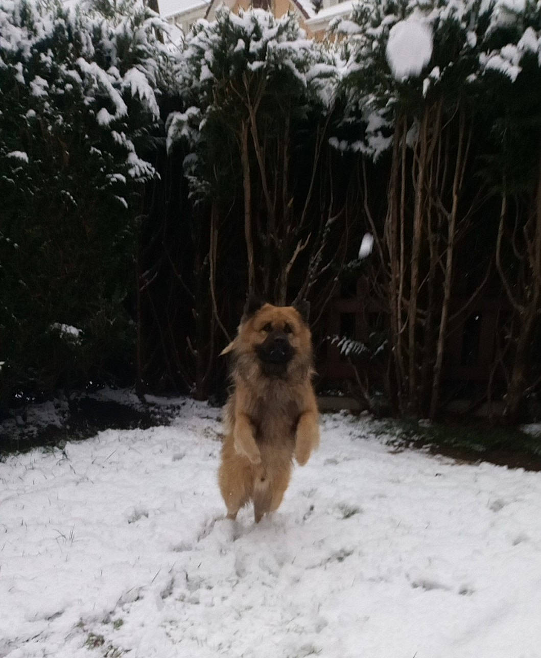 Naska a rejoint le concours — aidez-le/la à gagner de superbes lots ! canidae, carnivore, dog, dog_breed, fawn, freezing, fur, snout, snow, sporting_group, tail, terrestrial_animal, wildlife, winter