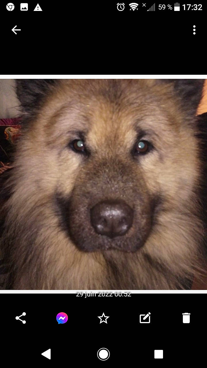 Naska participe au concours pour gagner de l'argent avec cette photo : canidae, carnivore, companion_dog, dog, dog_breed, font, fur, jaw, light, mammal, photo_caption, screenshot, snout, sporting_group, square, terrestrial_animal, vertebrate, whiskers, wildlife, working_animal