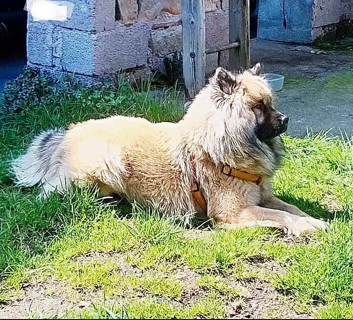 Naska participe au concours pour gagner de l'argent avec cette photo : big_cats, canidae, carnivore, companion_dog, dog, dog_breed, fawn, felidae, fur, grass, grassland, lion, liver, small_terrier, snout, sporting_group, terrestrial_animal, terrier, whiskers, working_animal