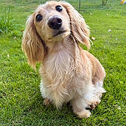 William is registered to the contest to win money with this photo: dog, puppy, dachshund, long_hair, grass, outdoor, pet, cute, animal, floppy_ears, curious, greenery, backyard, sunlight, nature, canine, fur, small_dog, portrait, sitting