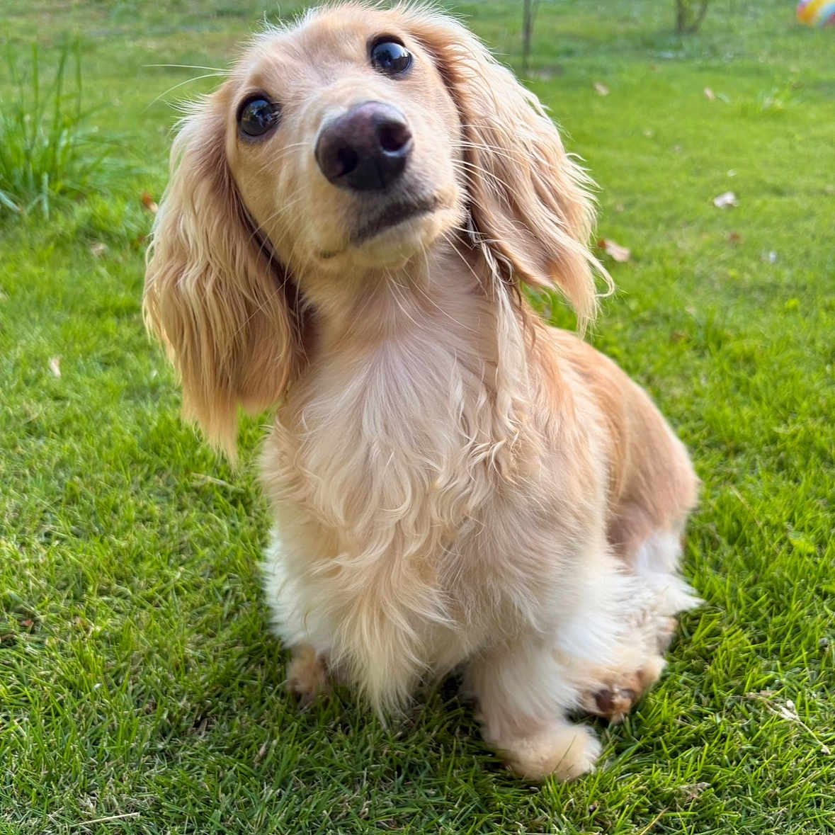 William is registered to the contest to win money with this photo: dog, puppy, dachshund, long_hair, grass, outdoor, pet, cute, animal, floppy_ears, curious, greenery, backyard, sunlight, nature, canine, fur, small_dog, portrait, sitting