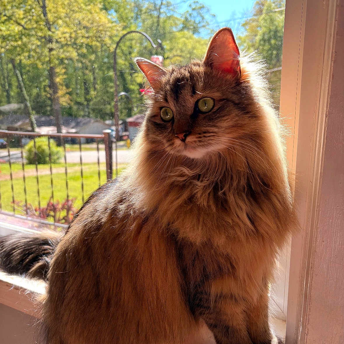 Albus joined the competition — help win amazing prizes! cat, fluffy, windowsill, sunlight, green_eyes, outdoor, garden, fence, tree, nature, pet, domestic_animal, long_hair, fur, portrait, animal, window, daylight, relaxing, curious