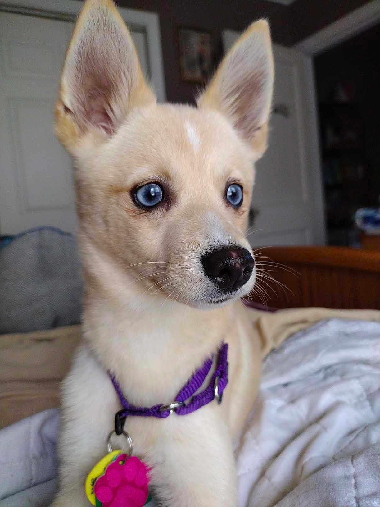 Foxy