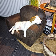 Ulko participe au concours pour gagner de l'argent avec cette photo : armchair, basket, dog, furniture, home_decor, indoor, lamp, living_room, pet, plant, puppy, relaxed, resting, rug, side_table, sleeping, smartphone, tan_patches, white_dog, wood_floor