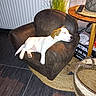 armchair, basket, dog, furniture, home_decor, indoor, lamp, living_room, pet, plant, puppy, relaxed, resting, rug, side_table, sleeping, smartphone, tan_patches, white_dog, wood_floor