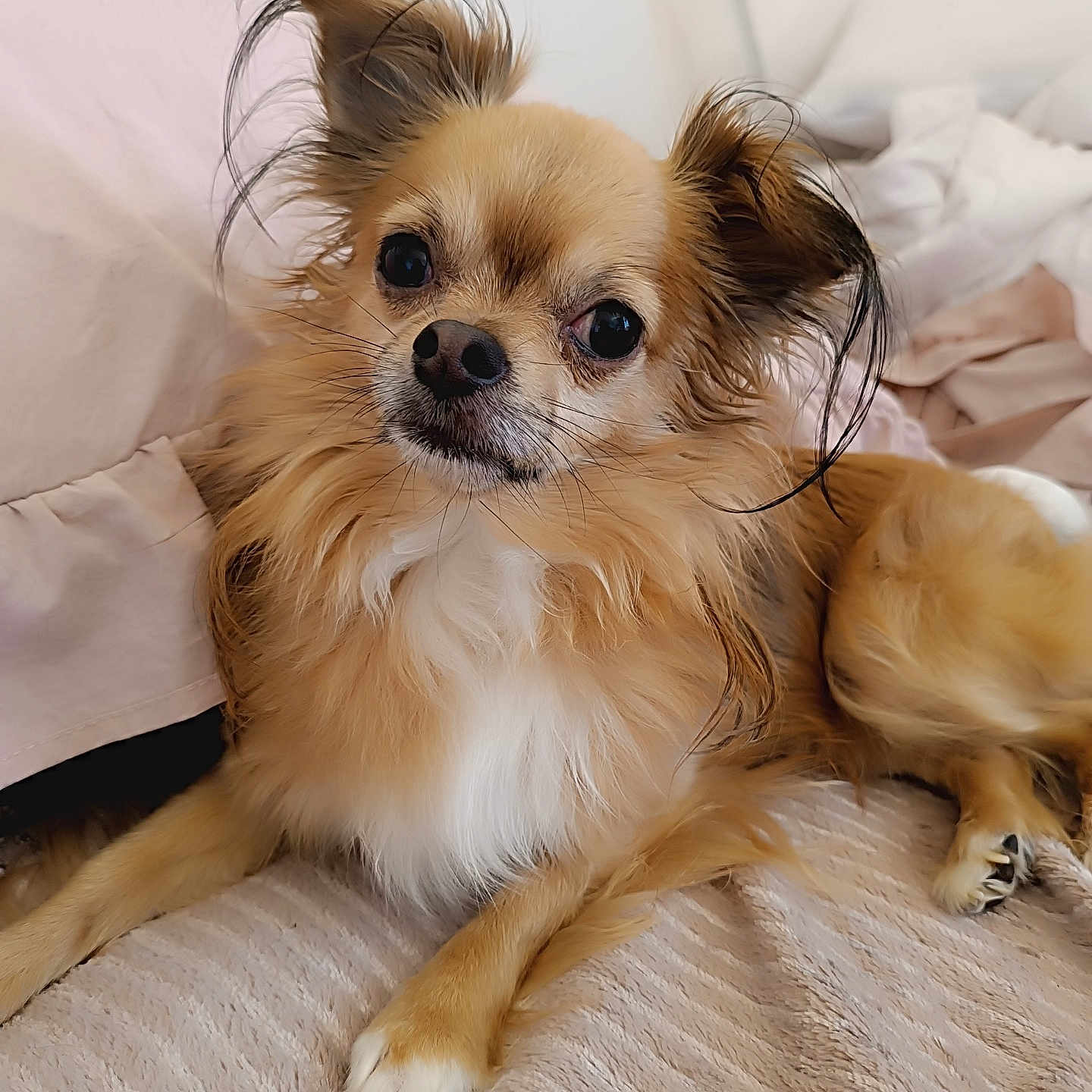 Riwan a rejoint le concours — aidez-le/la à gagner de superbes lots ! animal, bed, blanket, brown_fur, comfortable, companion, cute, dog, ears, fluffy, fur, indoor, long_hair, looking, lying_down, paw, pet, relaxed, small_dog, white_fur