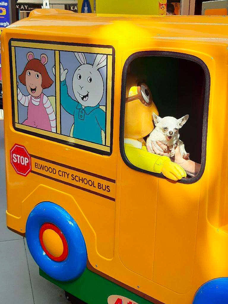 Chi Chi joined the competition — help win amazing prizes! automotive_design, automotive_exterior, bumper, child, commercial_vehicle, dog, font, graphics, machine, mode_of_transport, motor_vehicle, play, recreation, tire, toy, truck, vehicle, vehicle_door, wheel, yellow