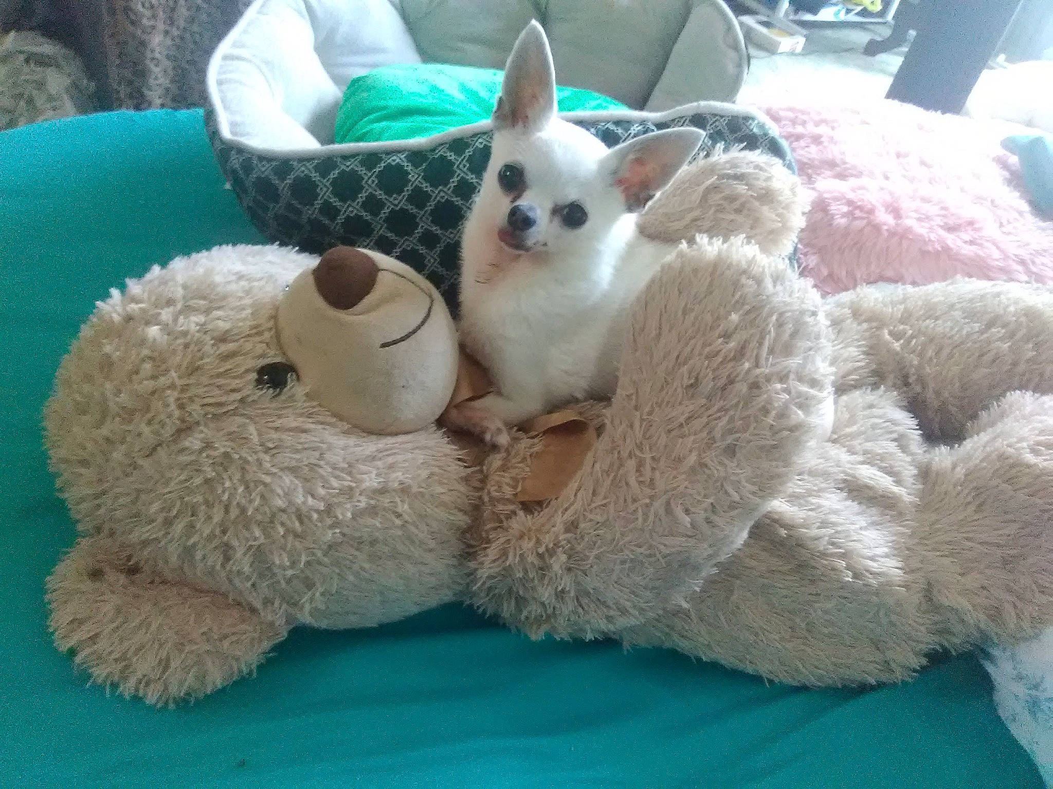 Chi Chi is registered to the contest to win money with this photo: blue, carnivore, cat_bed, cat_supply, comfort, companion_dog, felidae, fur, paw, plush, rabbits_and_hares, small_to_medium_sized_cats, snout, stuffed_toy, tail, terrestrial_animal, textile, toy, whiskers, white