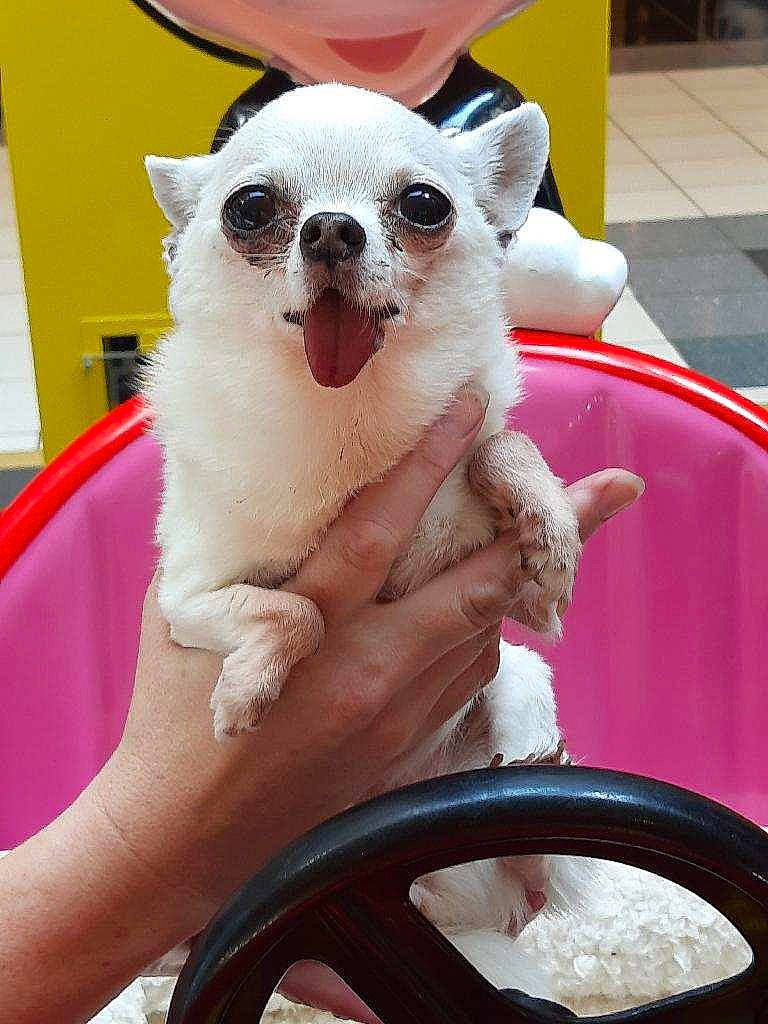 Chi Chi is registered to the contest to win money with this photo: automotive_tire, carnivore, companion_dog, fawn, foot, fur, hood, lemur, motor_vehicle, nail, pink, snapshot, snout, sunglasses, tail, terrestrial_animal, toe, whiskers, white, windshield