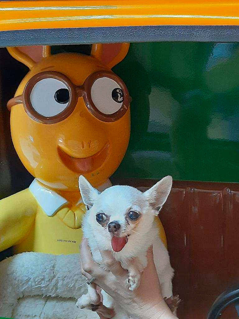 Chi Chi is registered to the contest to win money with this photo: carnivore, companion_dog, dog, dog_breed, fawn, font, happy, non_sporting_group, paint, photo_caption, plush, rectangle, smile, stuffed_toy, tail, toy, toy_dog, working_animal