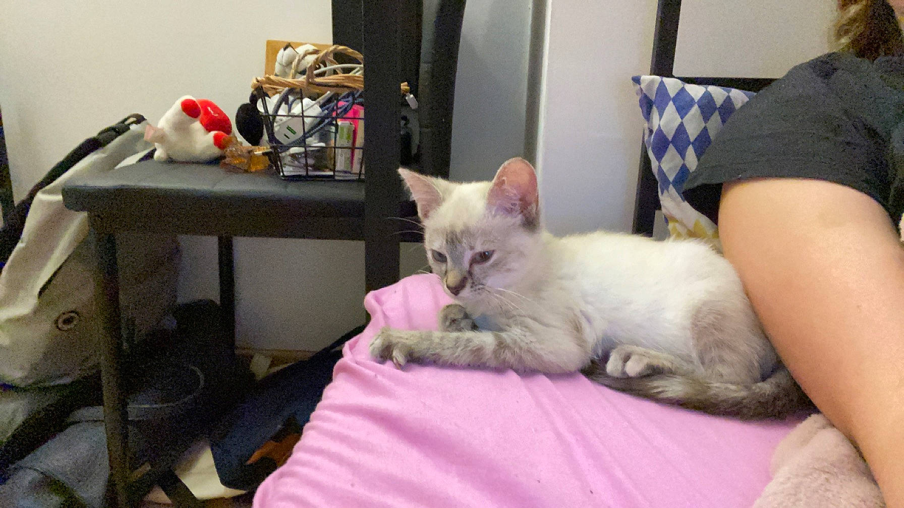 Kirito participe au concours pour gagner de l'argent avec cette photo : bag, bed, bedding, carnivore, cat, comfort, domestic_short_haired_cat, fawn, felidae, fur, linens, luggage_and_bags, paw, room, small_to_medium_sized_cats, tail, whiskers