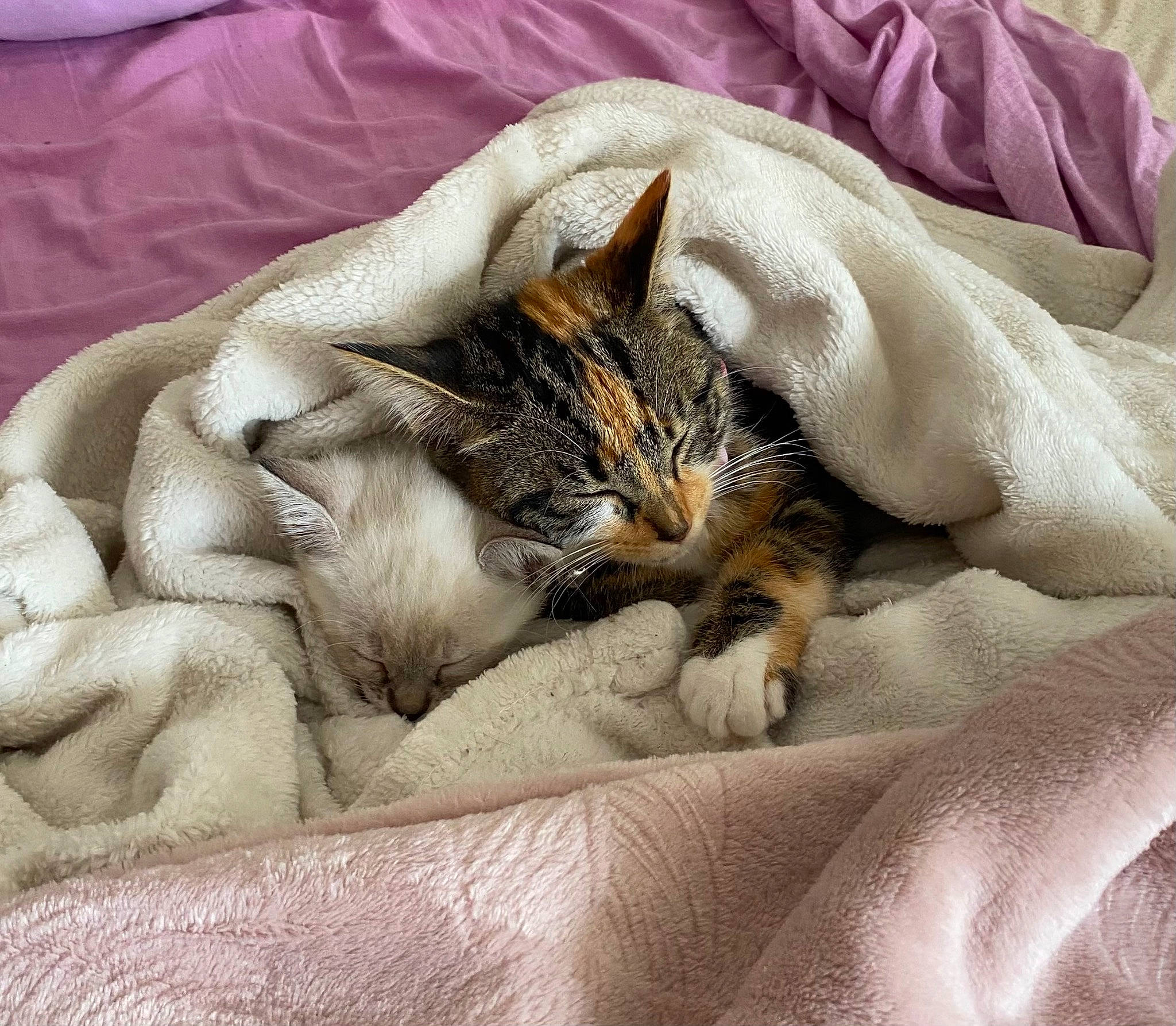 Luna a rejoint le concours — aidez-le/la à gagner de superbes lots ! bed_sheet, bedding, carnivore, cat, claw, comfort, domestic_short_haired_cat, duvet, fawn, felidae, fur, linens, nap, paw, small_to_medium_sized_cats, tail, terrestrial_animal, textile, whiskers, wildlife