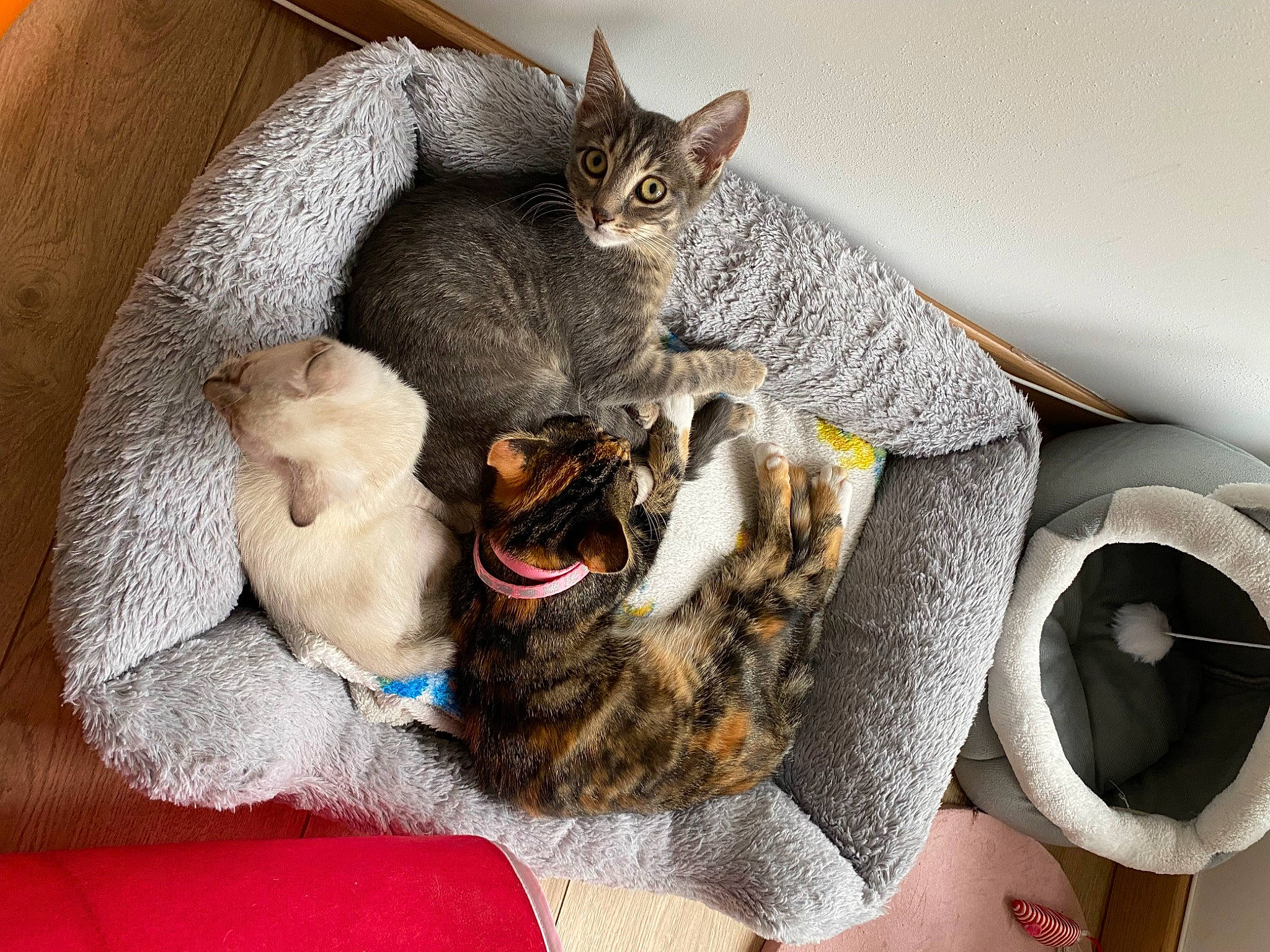 Asuna participe au concours pour gagner de l'argent avec cette photo : carnivore, cat, cat_bed, cat_supply, comfort, domestic_short_haired_cat, felidae, fur, grey, linens, living_room, nap, paw, pet_supply, room, small_to_medium_sized_cats, tail, whiskers