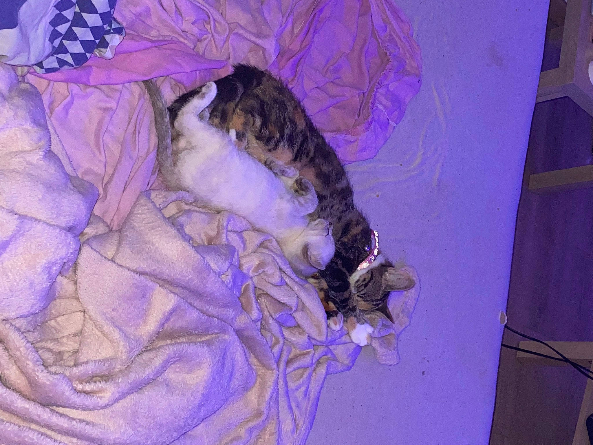 Asuna participe au concours pour gagner de l'argent avec cette photo : carnivore, cat, comfort, domestic_short_haired_cat, electric_blue, felidae, fur, magenta, paw, purple, small_to_medium_sized_cats, tail, tree, violet, whiskers