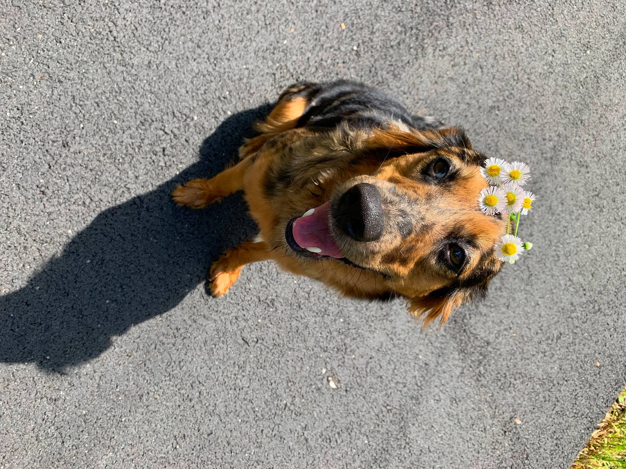 Daisy joined the competition — help win amazing prizes! art, asphalt, canidae, carnivore, companion_dog, dog, dog_breed, fawn, fur, grass, guard_dog, paw, road, road_surface, sidewalk, snout, sporting_group, street_dog, tar, working_dog