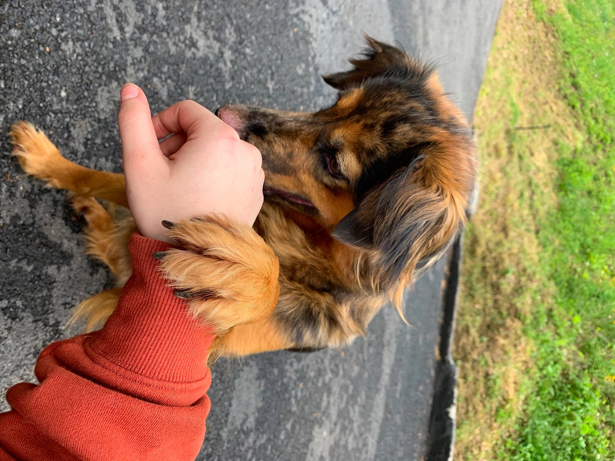 Daisy joined the competition — help win amazing prizes! canidae, carnivore, claw, companion_dog, dog_breed, fawn, felidae, fox_squirrel, fur, gesture, grass, paw, people_in_nature, plant, small_to_medium_sized_cats, snout, sporting_group, squirrel, tail, whiskers