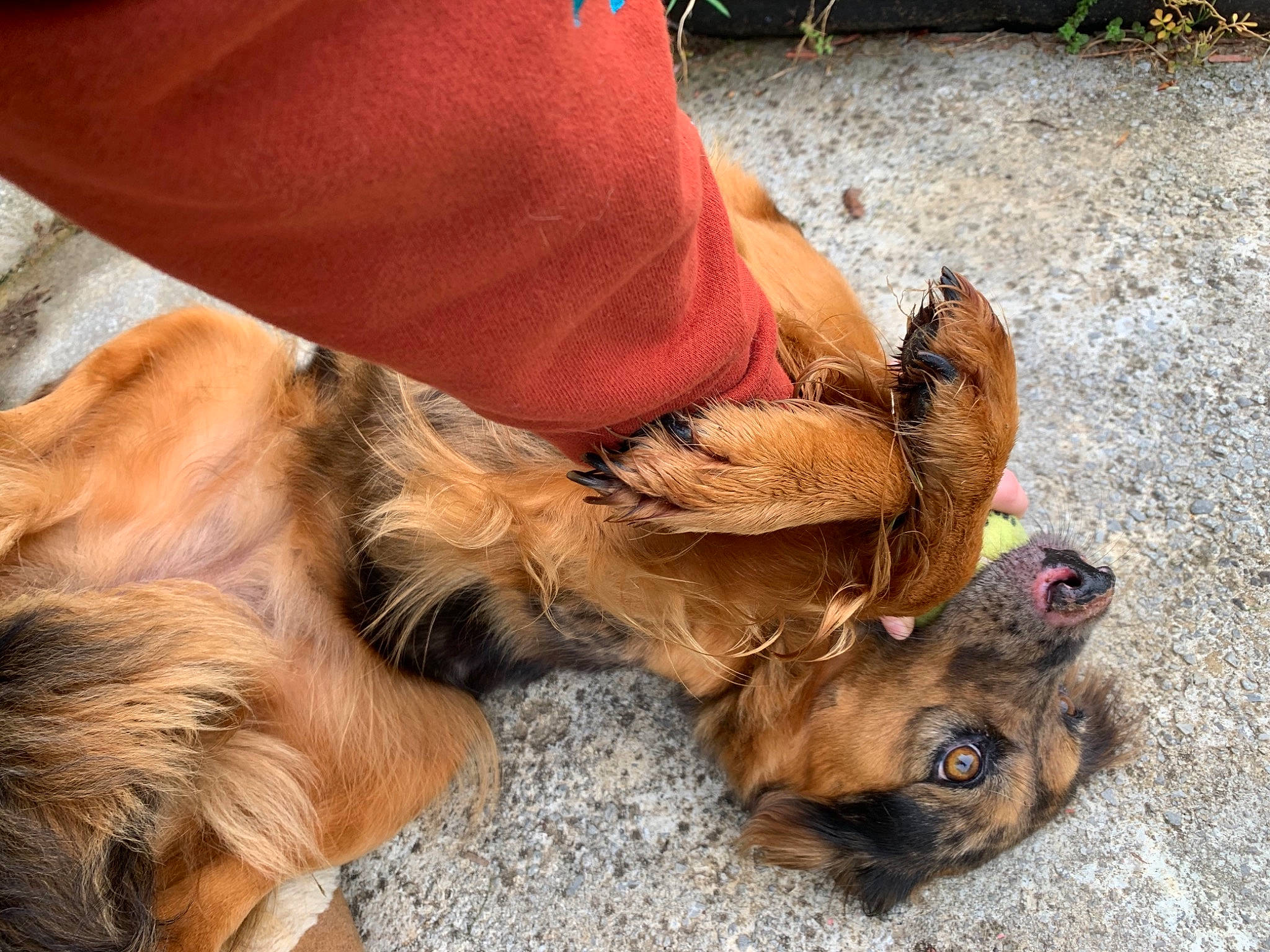 Daisy is registered to the contest to win money with this photo: canidae, carnivore, claw, comfort, companion_dog, dog, dog_breed, fawn, foot, fur, human_leg, leg, liver, paw, snout, sporting_group, terrestrial_animal, whiskers, wood, working_animal