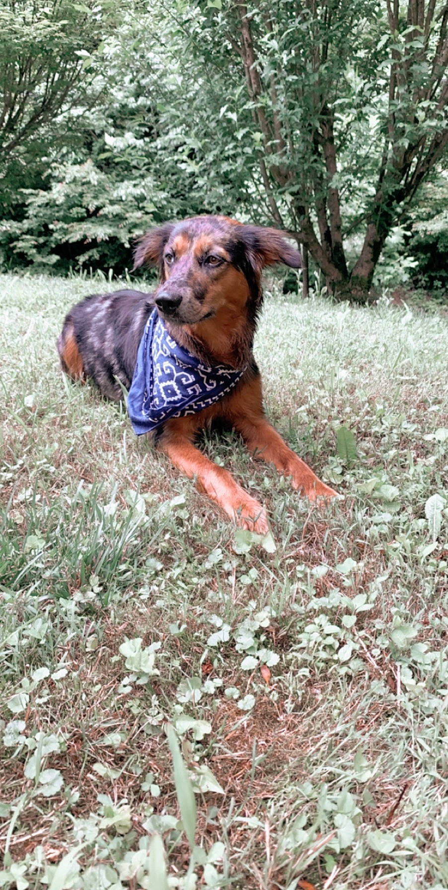 Daisy is registered to the contest to win money with this photo: carnivore, companion_dog, dog, dog_breed, dog_clothes, fashion_accessory, fawn, forest, grass, grass_family, groundcover, people_in_nature, plant, shrub, soil, sporting_group, sunglasses, tree, woodland, working_animal