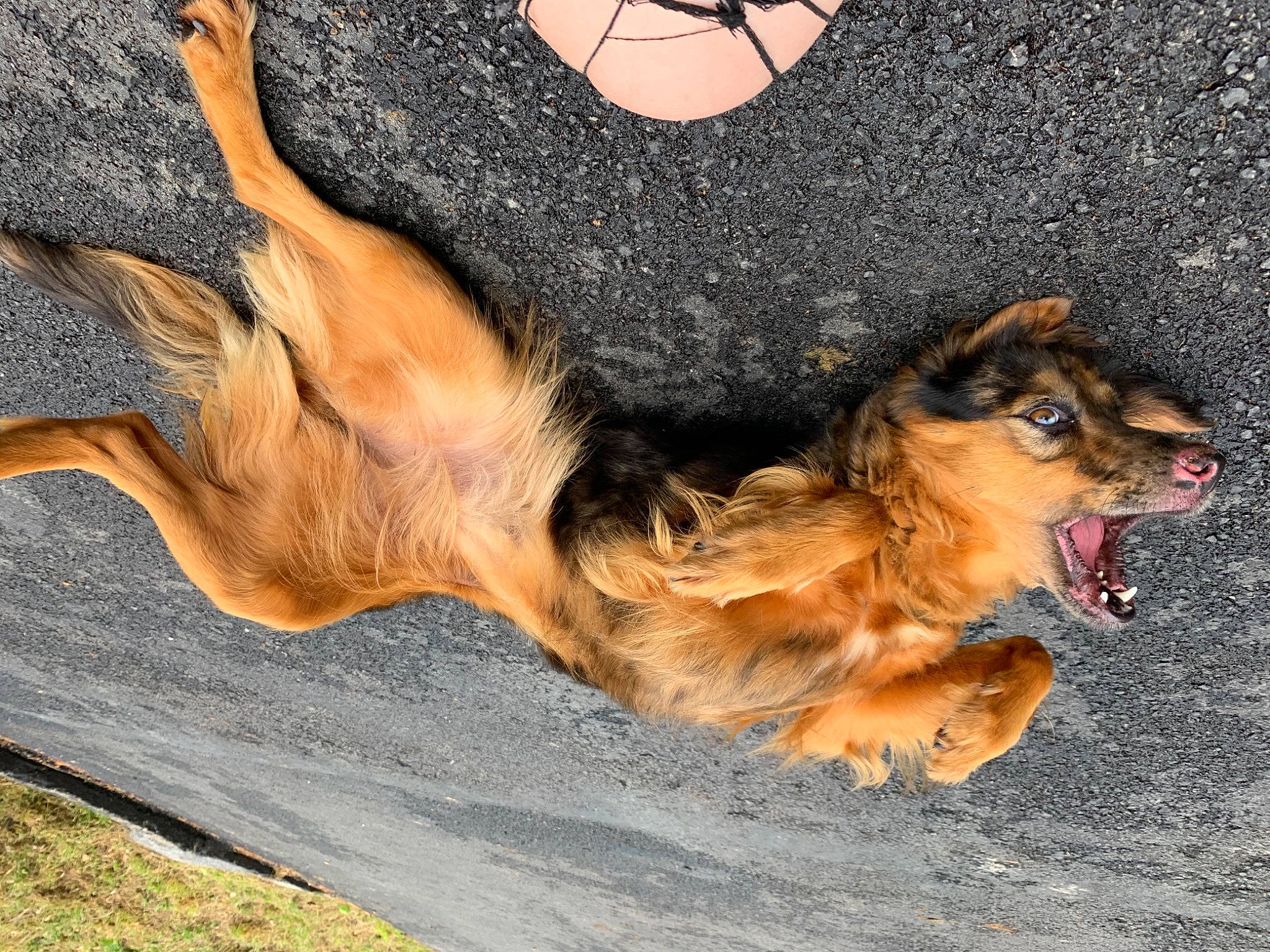 Daisy is registered to the contest to win money with this photo: canidae, carnivore, companion_dog, dog, dog_breed, fawn, foot, fur, gesture, grass, guard_dog, human_leg, paw, snout, sporting_group, terrier, toy_dog, tree, wood, working_dog