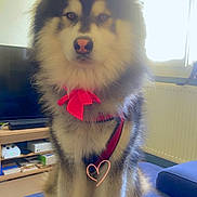 Tidjy a rejoint le concours — aidez-le/la à gagner de superbes lots ! dog, fluffy, red_bow, harness, blue_couch, living_room, window, television, shelf, natural_light, pet, indoor, fur, cute, heart_doodle, calm, sitting, portrait, household, animal