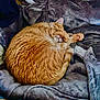 animal, blanket, cat, comfort, cozy, curled_up, cute, domestic_cat, feline, fur, indoors, orange_cat, paw, pet, relaxed, resting, sleeping, soft, tabby, warm