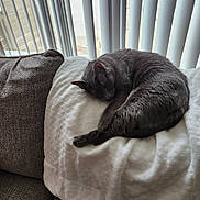 Haven is registered to the contest to win money with this photo: animal, blanket, blinds, cat, couch, cozy, curled_up, daylight, feline, fur, gray_cat, home, indoor, pet, quiet, relaxation, resting, sleeping, soft, window
