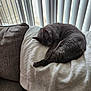 animal, blanket, blinds, cat, couch, cozy, curled_up, daylight, feline, fur, gray_cat, home, indoor, pet, quiet, relaxation, resting, sleeping, soft, window