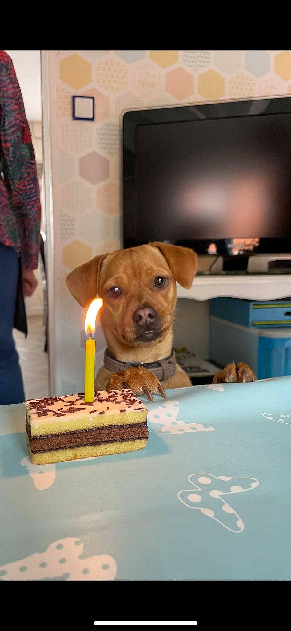 Raya participe au concours pour gagner de l'argent avec cette photo : baked_goods, birthday_cake, birthday_candle, cake, cake_decorating, candle, carnivore, cuisine, dish, dog, dog_breed, fawn, food, ingredient, kuchen, plate, sugar_cake, table, tableware, television