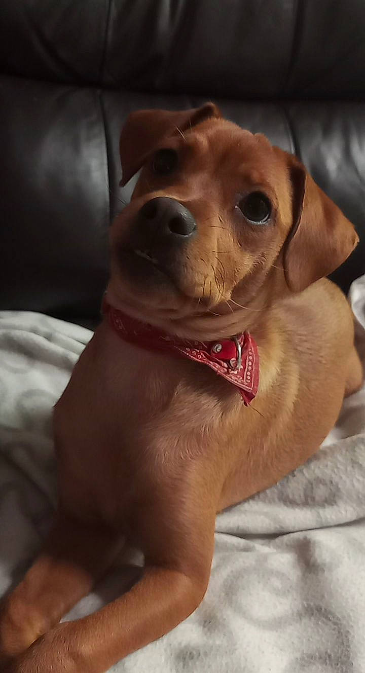 Raya participe au concours pour gagner de l'argent avec cette photo : american_pit_bull_terrier, canidae, carnivore, companion_dog, dog, dog_breed, dog_collar, ear, fawn, mammal, nose, pit_bull, puppy, rare_breed_dog, redbone_coonhound, rhodesian_ridgeback, snout, sporting_group, vertebrate, vizsla