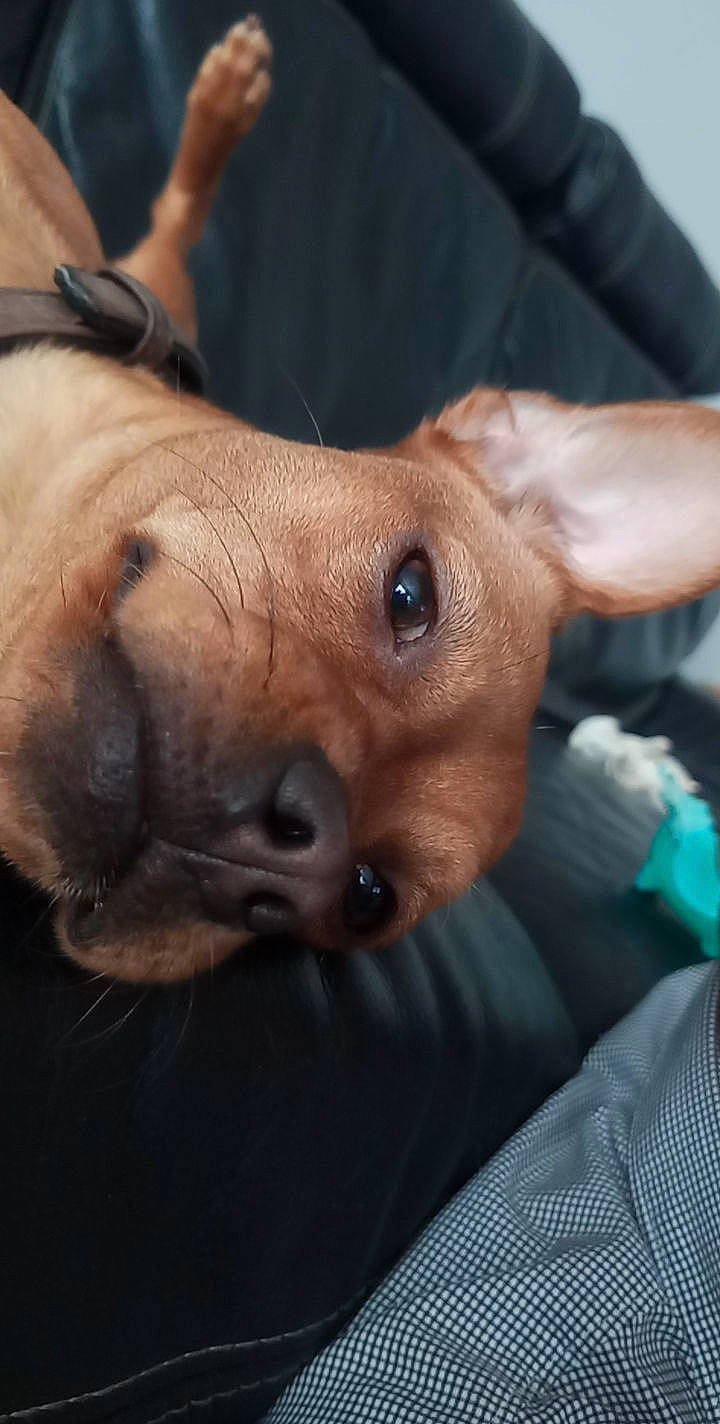 Raya a rejoint le concours — aidez-le/la à gagner de superbes lots ! canidae, carnivore, comfort, companion_dog, dog, dog_breed, ear, eye, fawn, fur, gesture, jaw, liver, puppy, snout, sporting_group, toy_dog, whiskers, working_animal, wrinkle