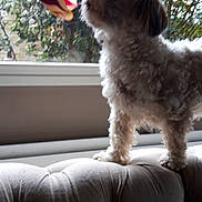 Cali participe au concours pour gagner de l'argent avec cette photo : dog, small_dog, fluffy, couch, window, flower, indoor, curious, pet, furniture, plant, nature, leaf, tree, home, animal, sniffing, daylight, background, close_up