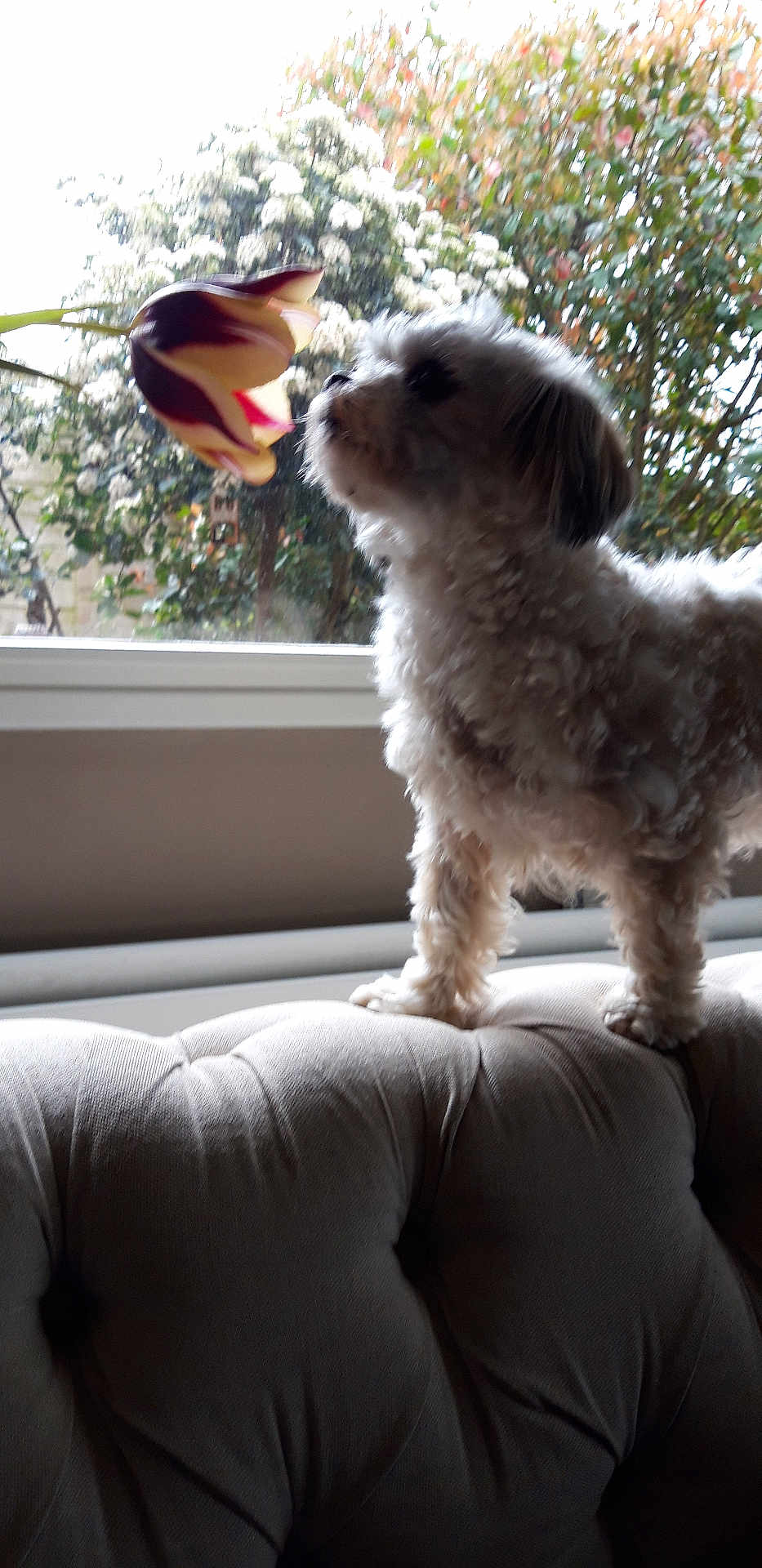 Cali participe au concours pour gagner de l'argent avec cette photo : dog, small_dog, fluffy, couch, window, flower, indoor, curious, pet, furniture, plant, nature, leaf, tree, home, animal, sniffing, daylight, background, close_up