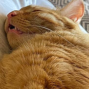 Kermit joined the competition — help win amazing prizes! abyssinian, animal, bed, blanket, bodypart, cat, couch, face, furniture, head, kitten, manx, mouth, person, pet, photography, portrait, quilt, sleeping, tongue