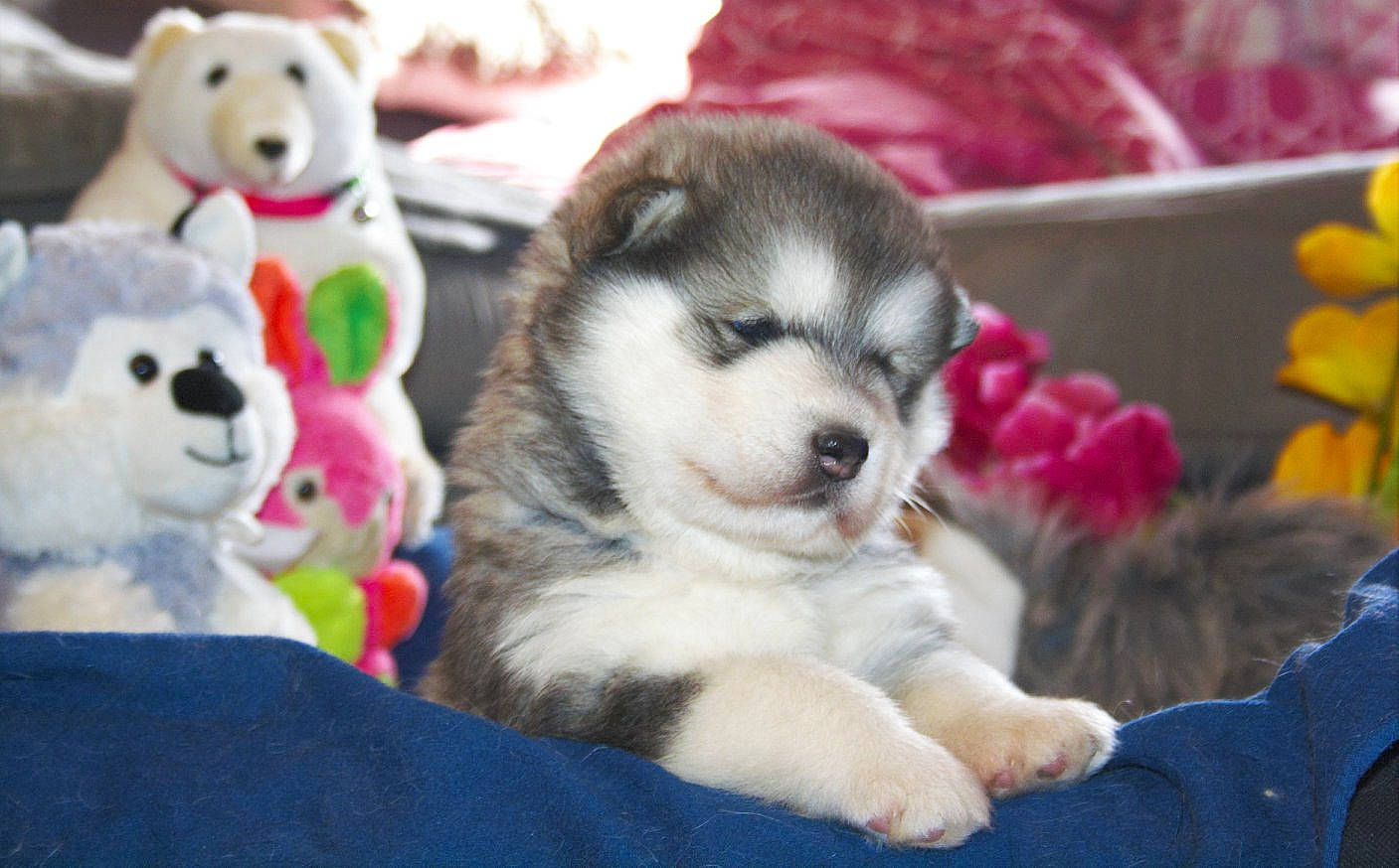 Madison participe au concours pour gagner de l'argent avec cette photo : alaskan_klee_kai, alaskan_malamute, canadian_eskimo_dog, canidae, carnivore, dog, dog_breed, labrador_husky, mammal, miniature_siberian_husky, native_american_indian_dog, northern_inuit_dog, puppy, rare_breed_dog, sakhalin_husky, siberian_husky, sled_dog, snout, vertebrate, wolfdog