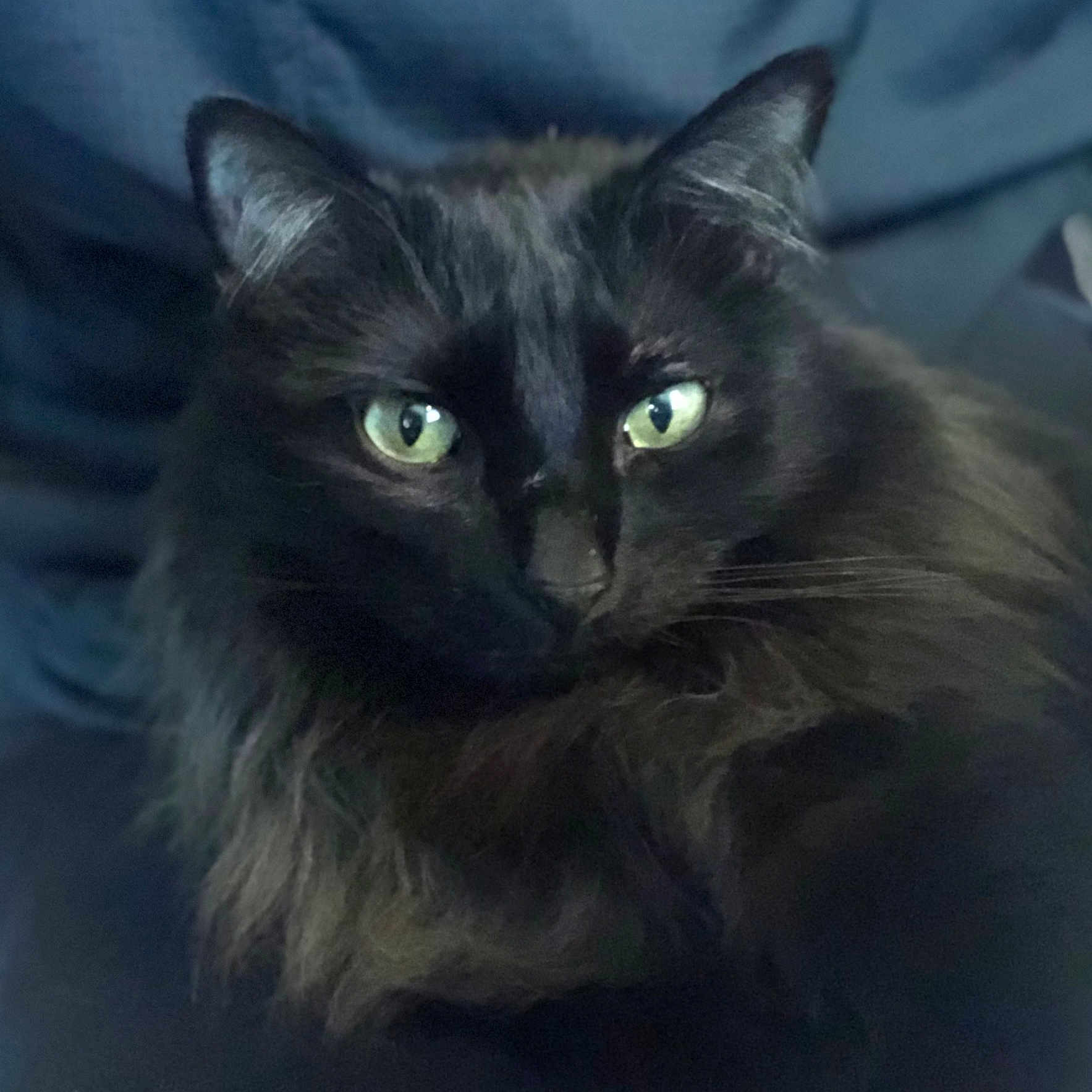 Smokey Malone is registered to the contest to win money with this photo: animal, black_cat, cat, close_up, cute, dark_background, ears, elegant, feline, fluffy_fur, fur, green_eyes, indoor, mystery, nose, pet, portrait, relaxed, soft_lighting, whiskers