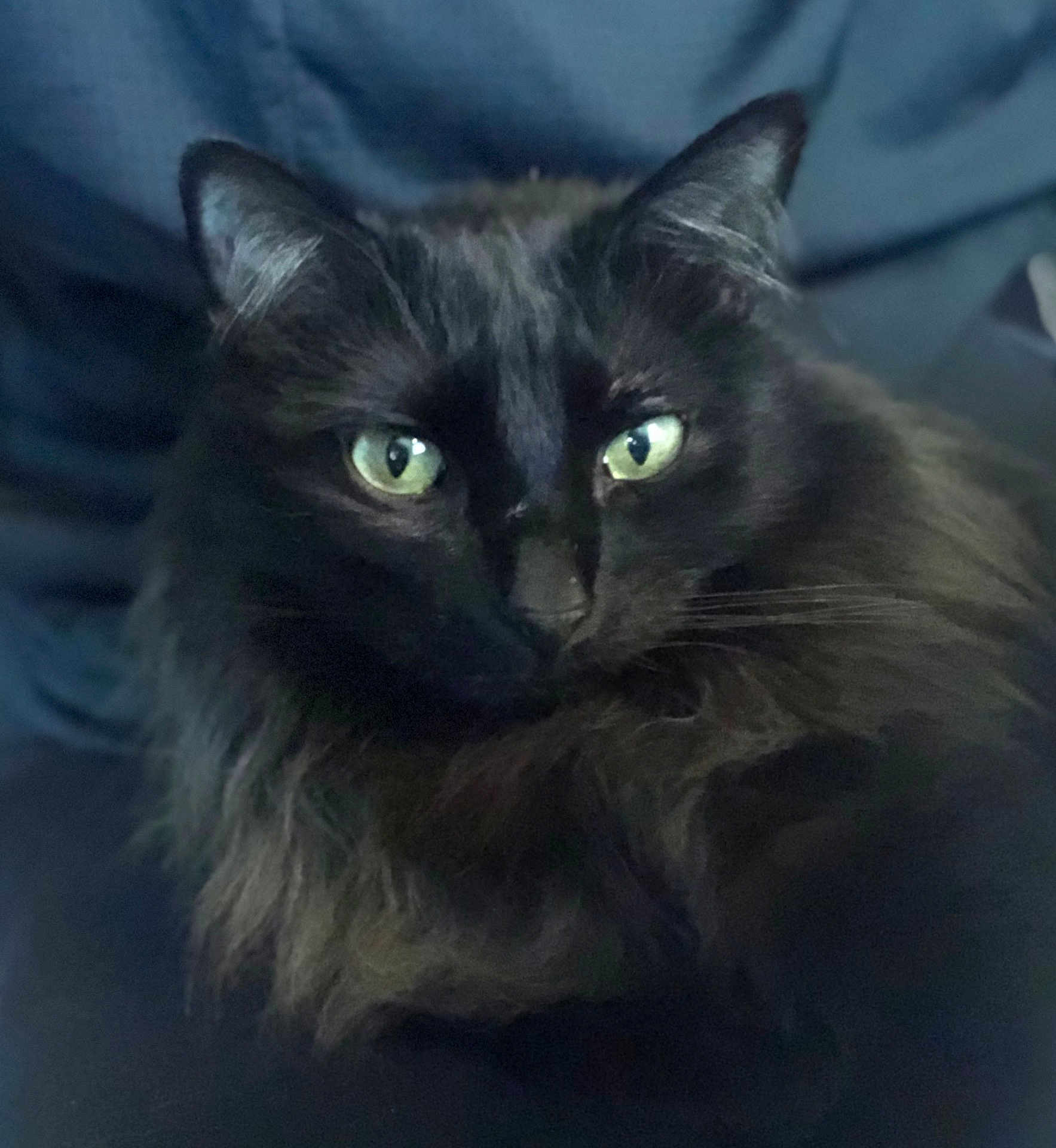 Smokey Malone is registered to the contest to win money with this photo: cat, black_cat, green_eyes, fluffy_fur, close_up, pet, animal, feline, whiskers, indoor, portrait, dark_background, soft_lighting, mystery, elegant, cute, fur, nose, ears, relaxed