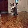 animal, banner, calm, cat, domestic, door, fan, feline, flooring, furniture, gray_and_white_cat, home, indoor, interior, looking, pet, quiet, room, sitting, wooden_floor