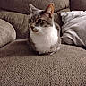 Meggie is registered to the contest to win money with this photo: animal, cat, comfort, couch, cozy, curious, domestic, ears, feline, fur, gray_cat, home, indoor, pet, pillow, relaxed, sitting, texture, whiskers, white_fur