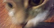 Meggie is registered to the contest to win money with this photo: animal, background, blurry, brown, cat, close_up, domestic, eye, face, feline, fur, indoor, macro, nose, orange, pet, soft, texture, warm_colors, whiskers
