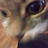 animal, background, blurry, brown, cat, close_up, domestic, eye, face, feline, fur, indoor, macro, nose, orange, pet, soft, texture, warm_colors, whiskers