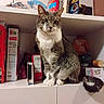 Meggie joined the competition — help win amazing prizes! cat, cereal_box, chips, curious, fancy_feast, food_boxes, fur, gray_cat, household, indoor, kitchen_cabinet, life_cereal, pet, reese_puffs, shelf, sitting, snacks, tail, whiskers, white_cat