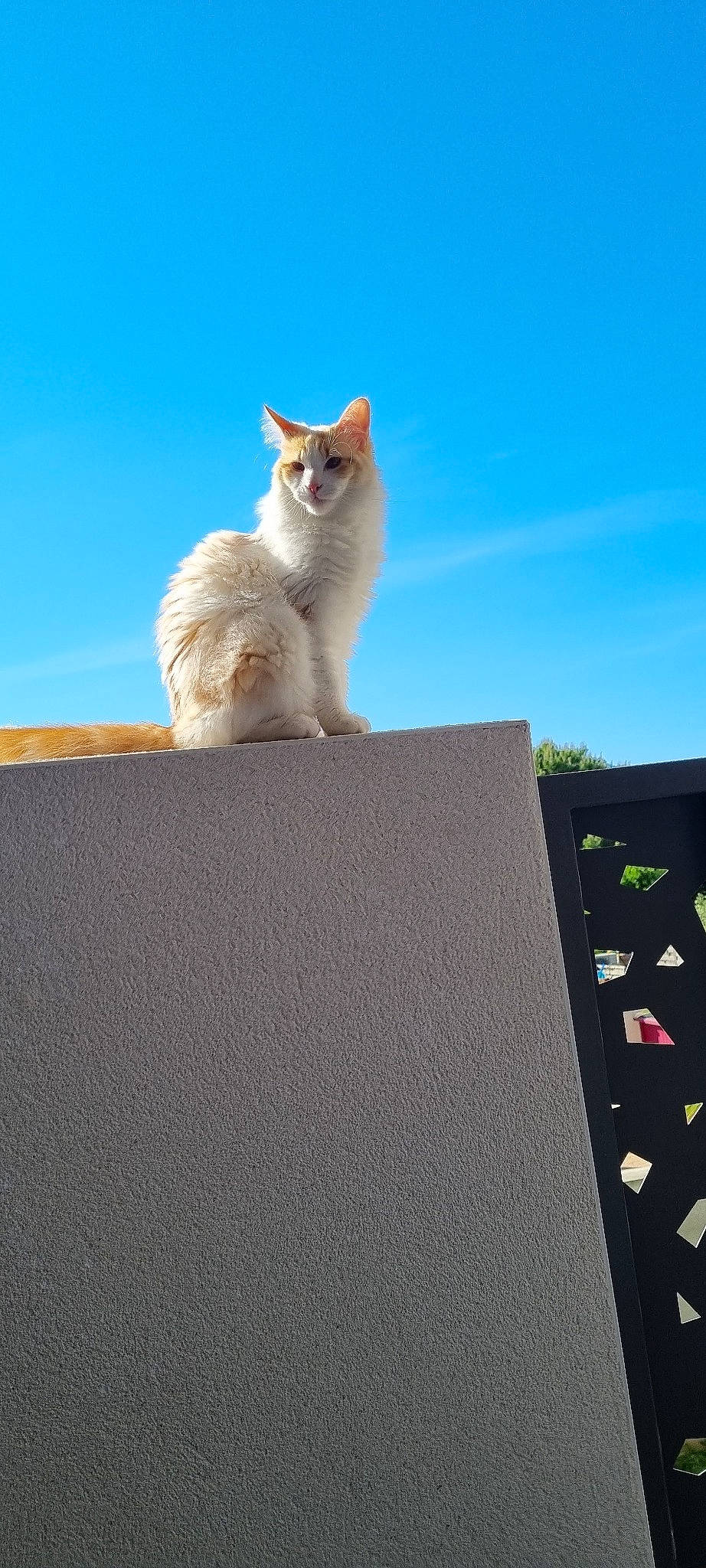 Aslan participe au concours pour gagner de l'argent avec cette photo : carnivore, cat, concrete, domestic_short_haired_cat, eyewear, fawn, felidae, fur, landscape, roof, shadow, sitting, sky, small_to_medium_sized_cats, snout, tail, whiskers, winter, wood