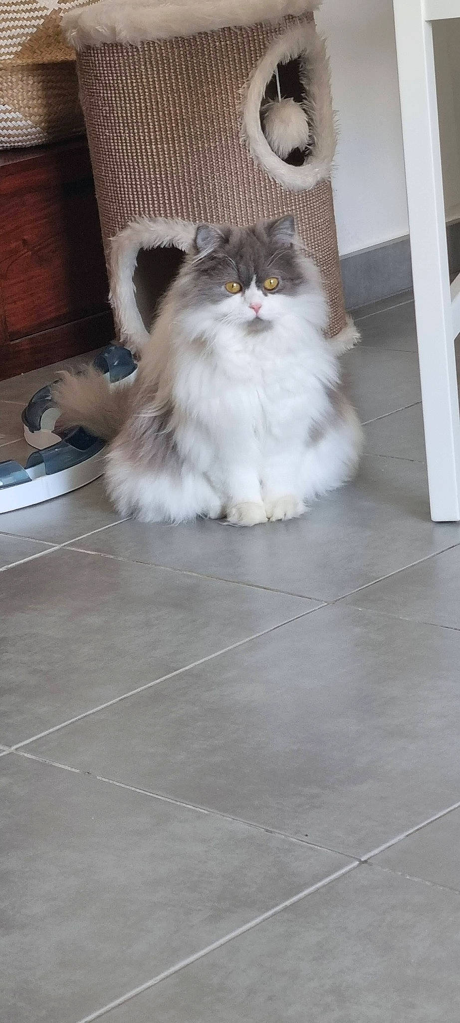 Rhapsody a rejoint le concours — aidez-le/la à gagner de superbes lots ! box, british_longhair, carnivore, cat, felidae, flooring, fur, hardwood, paw, road_surface, sitting, small_to_medium_sized_cats, tail, terrestrial_animal, tile, tile_flooring, whiskers, wood